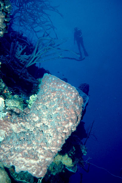 View of the wall in front of Tobacco Caye