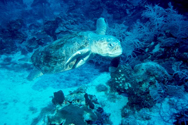 Grace full Loggerhead cruising the reef