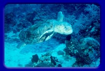 Grace full Loggerhead cruising the reef