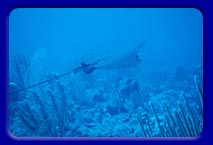 The ever-graceful Spotted Eagle Ray