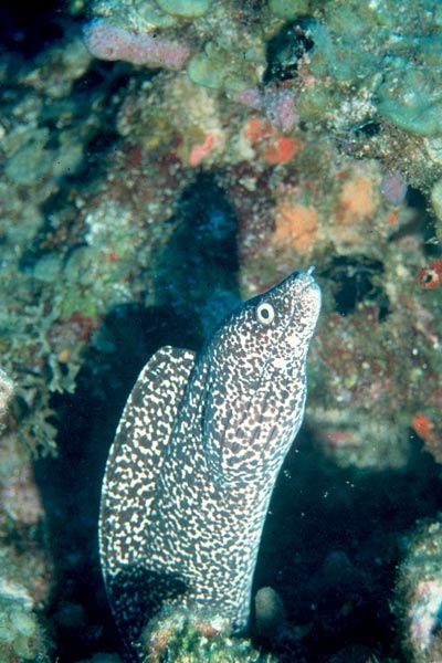 Beautiful Spotted Moray Eel