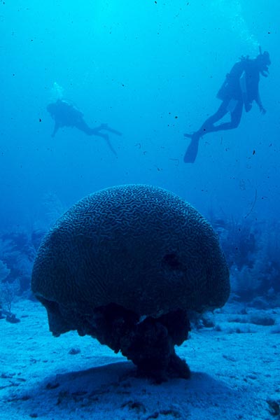 An enormous brain coral With two divers