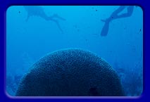 An enormous brain coral With two divers