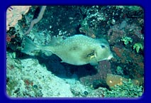 The very tough Trunkfish