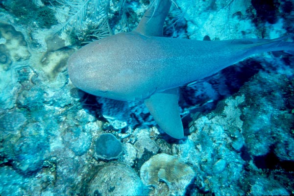 A small nurse shark cruises the reef