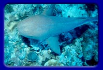 A small nurse shark cruises the reef