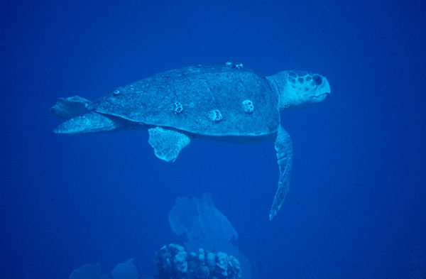 A Large Loggerhead Majestically Surveys us