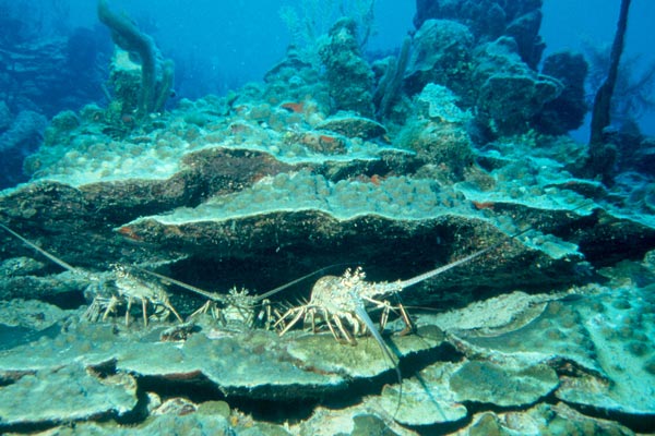 Three lobsters use the Reef for shelter