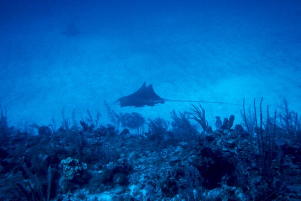 Two Eagle Rays cruise for food