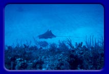 Two Eagle Rays cruise for food
