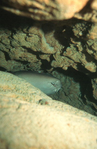 A nurse shark takes haven in Sharks Cave