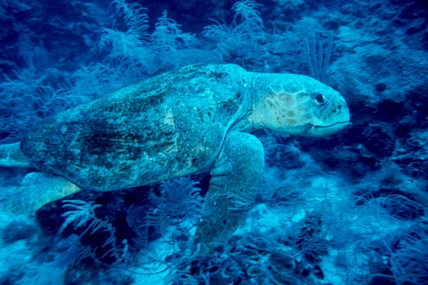 A large Loggerhead Shows us how he got his name