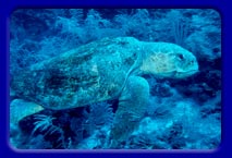 A large Loggerhead Shows us how he got his name