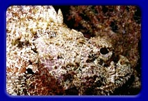 Scorpion Fish