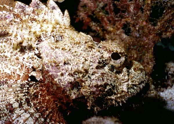 Scorpionfish