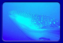 Whale Shark